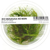 ADA 小莎草 Eleocharis montevidensis IC140